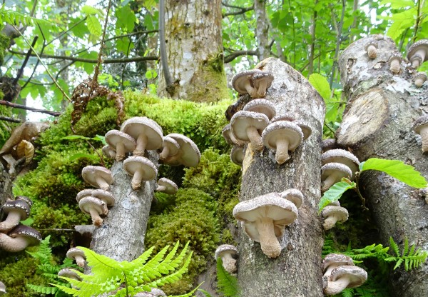 Imagen de cabecera de Fungi natur. Cultivo artesanal de setas en el bosque