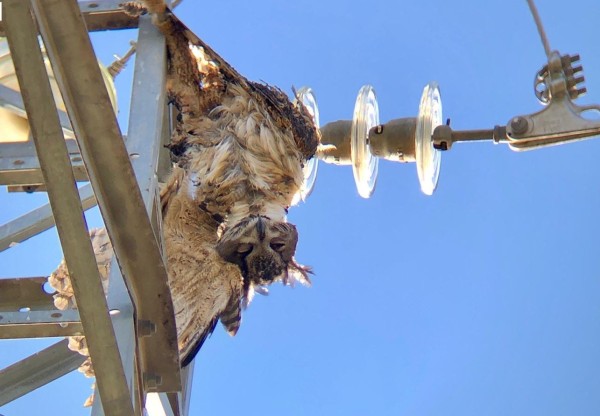 Imagen de cabecera de Frenem l'electrocució d'aus