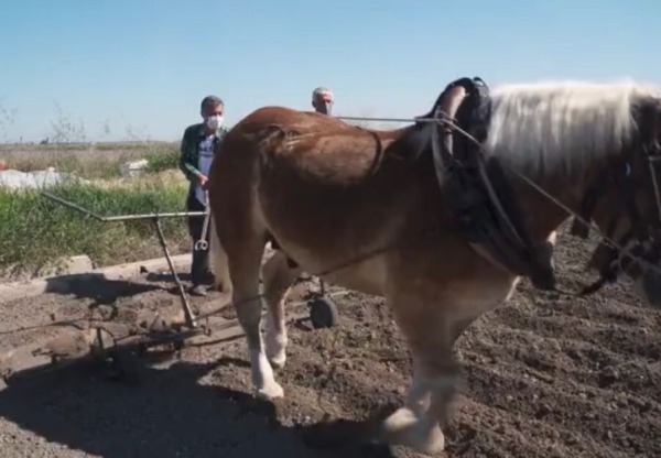 Imagen de cabecera de Tracció animal al Mas del Fondo