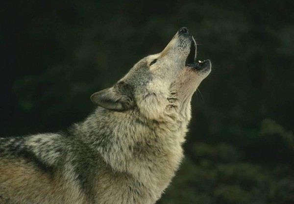 Imagen de cabecera de Salvar a los lobos subastados para morir