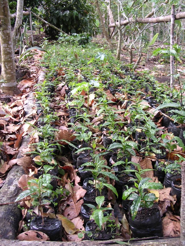 vivero-cafetos.jpg