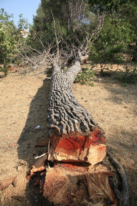 La muerte de un árbol